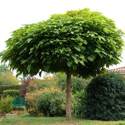 Catalpa de bola